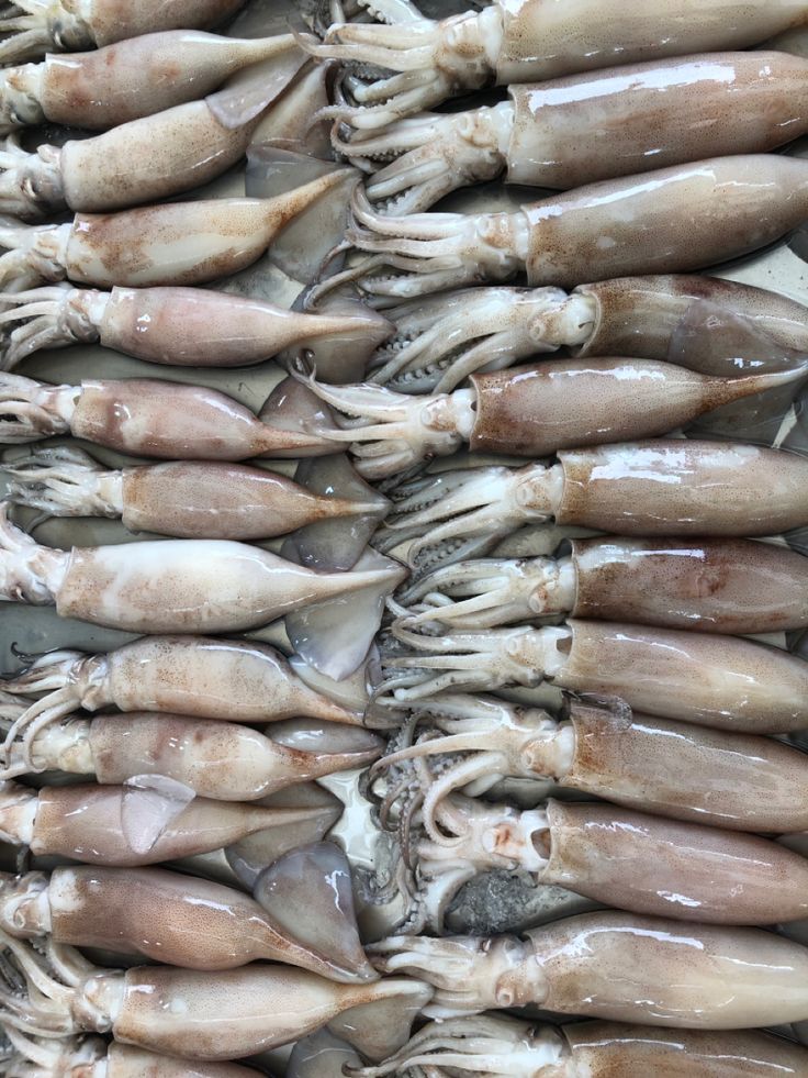 Argentine Shortfin Squid Frozen